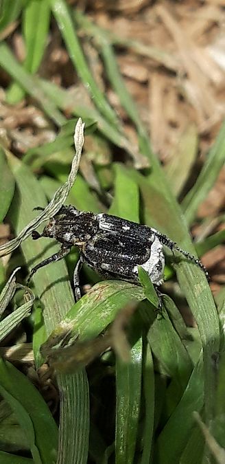 Valgus hemipterus  - Michele Cento