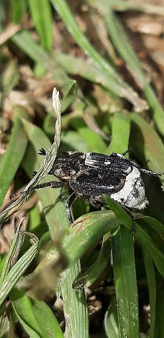 Valgus hemipterus  - Michele Cento