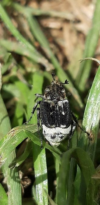 Valgus hemipterus  - Michele Cento