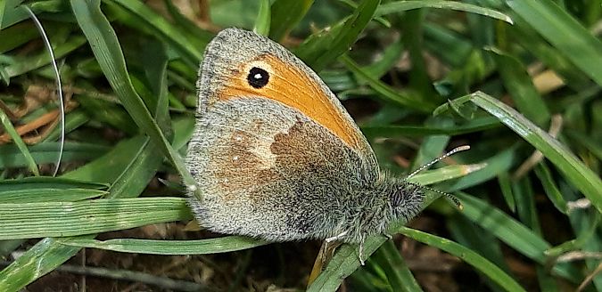 Coenonympha pamphilus  - Michele Cento