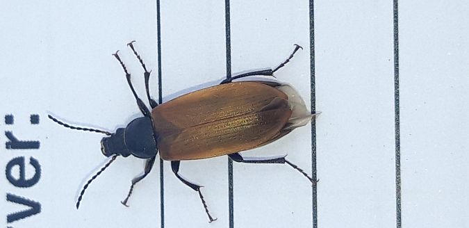 Omophlus lepturoides  - Michele Cento