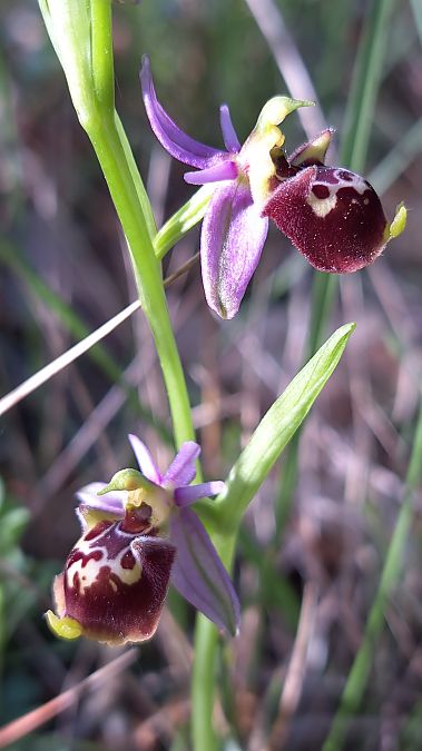 Ophrys fuciflora subsp. druentica  - Emmanuel Cosson