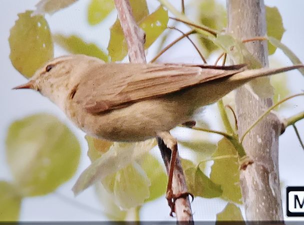 Oiseau indéterminé  - Christoph Dangl