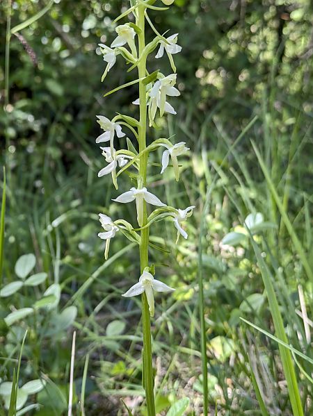 Platanthera bifolia  - Oriane Arnaud