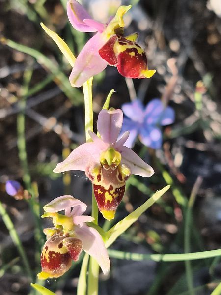 Ophrys fuciflora subsp. druentica  - Richard Fay