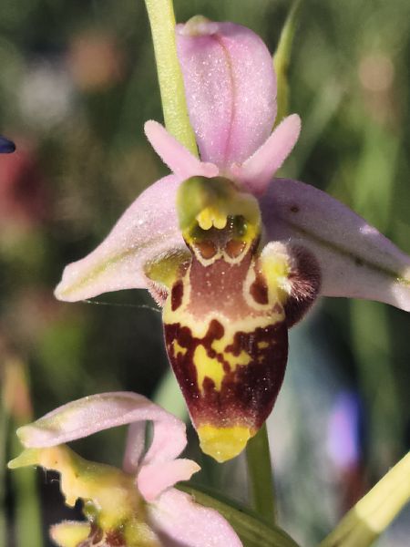 Ophrys fuciflora subsp. druentica  - Richard Fay