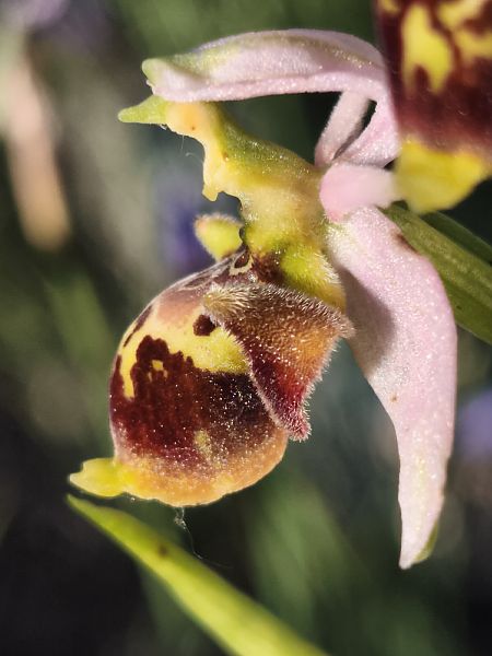 Ophrys fuciflora subsp. druentica  - Richard Fay