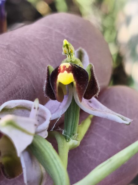 Ophrys fuciflora subsp. druentica  - Richard Fay