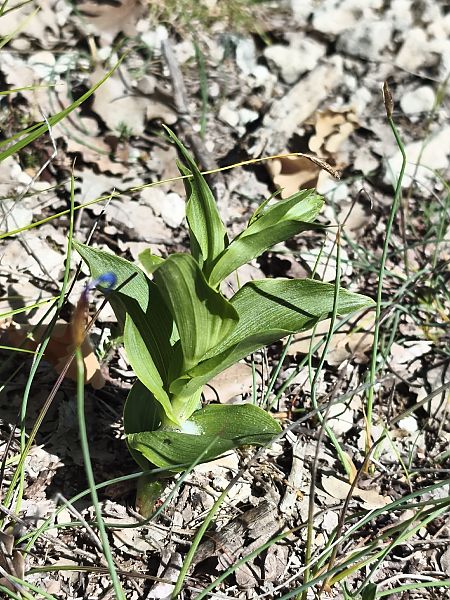 Epipactis helleborine subsp. tremolsii  - Richard Fay