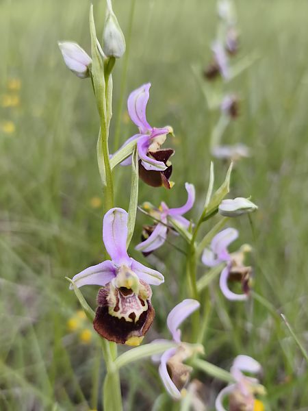 Ophrys fuciflora subsp. druentica  - Richard Fay