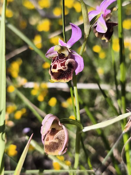Ophrys fuciflora subsp. druentica  - Richard Fay