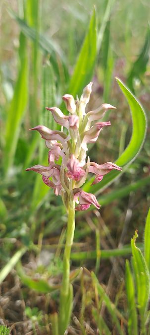 Anacamptis coriophora subsp. fragrans  - Marc et M-Joëlle Silvestre