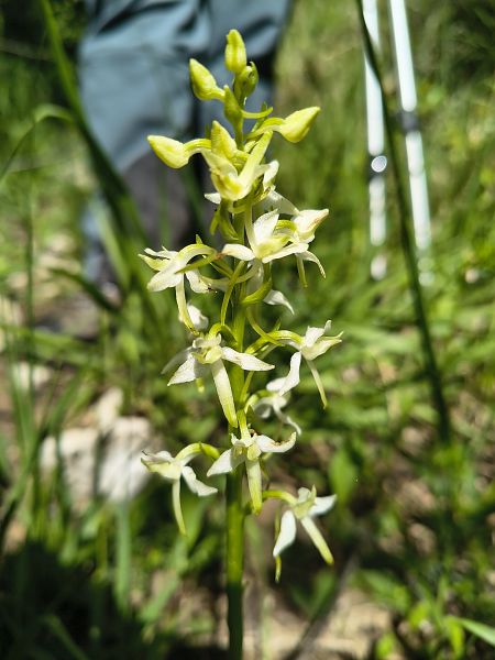 Platanthera bifolia  - Elena Cfr Buoro (FVG)