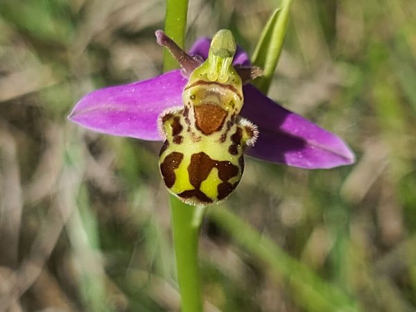 Ophrys apifera var. aurita  - Christian Fleury