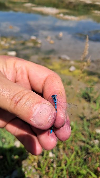 Coenagrion scitulum  - Roberto Fabbri