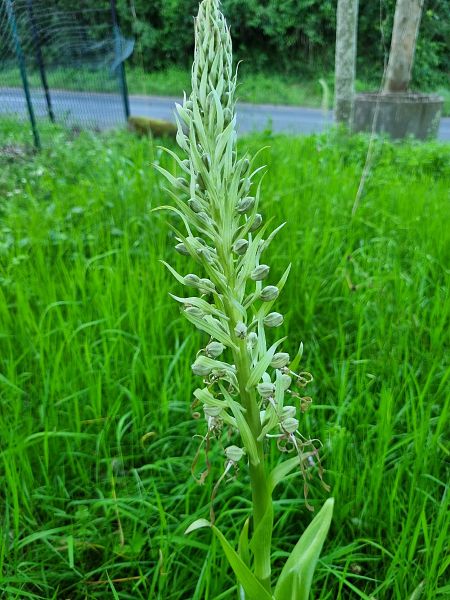 Himantoglossum hircinum  - Christophe Alavoine