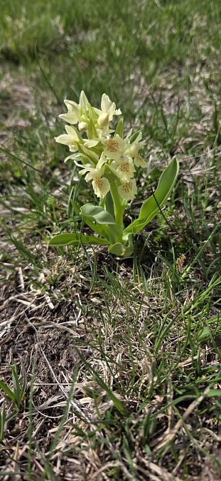 Dactylorhiza sambucina  - Jean Bastianelli