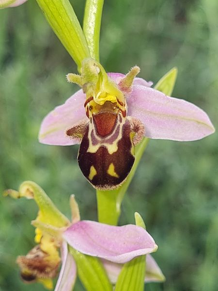 Ophrys apifera var. aurita  - Virgile Gazzaniga