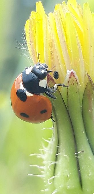 Coccinella septempunctata  - Michele Cento