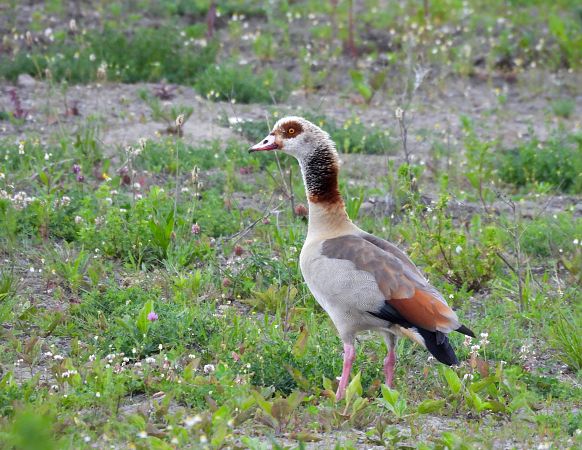 Nilgans  - Natalia Gorczowska