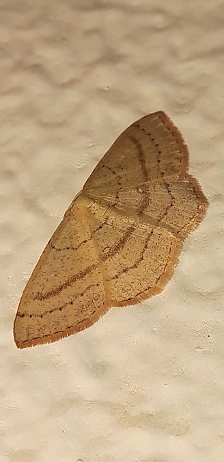 Cyclophora linearia  - Michele Cento