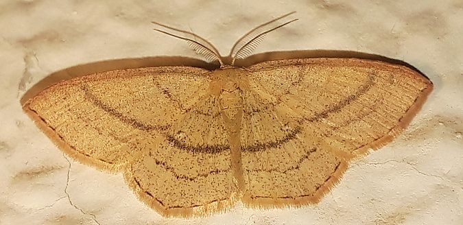 Cyclophora linearia  - Michele Cento