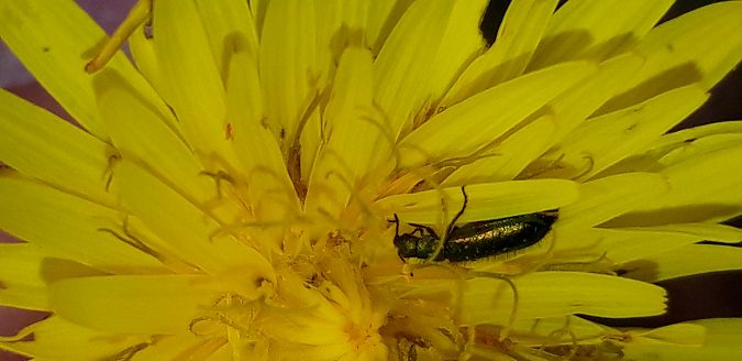 Psilothrix viridicoerulea  - Michele Cento