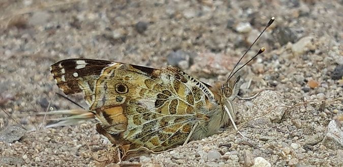 Vanessa cardui  - Michele Cento