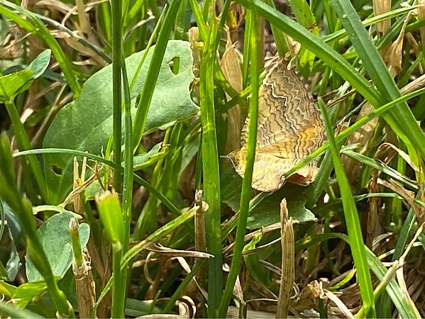 Camptogramma bilineata  - Maria Rita Gelso