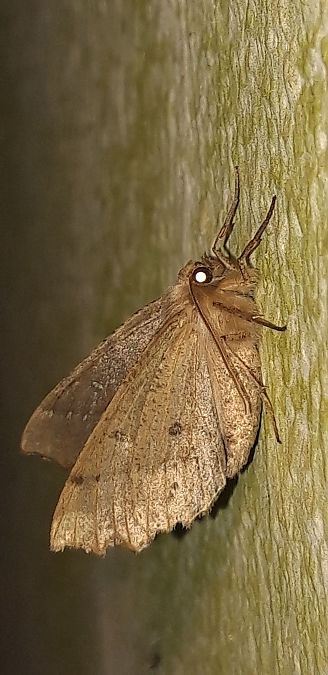 Odontopera bidentata  - Michele Cento