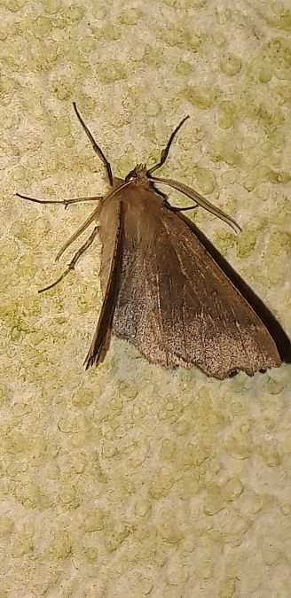 Odontopera bidentata  - Michele Cento