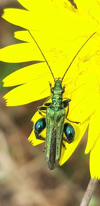 Oedemera nobilis  - Michele Cento