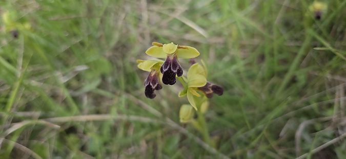Ophrys vasconica  - Jean Bastianelli