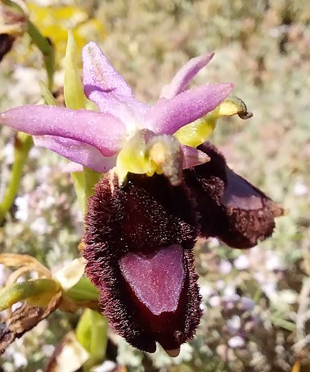 Ophrys aurelia  - Pierre Defontaines