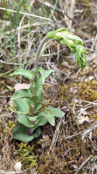 Epipactis sp.  - Enric Bringués