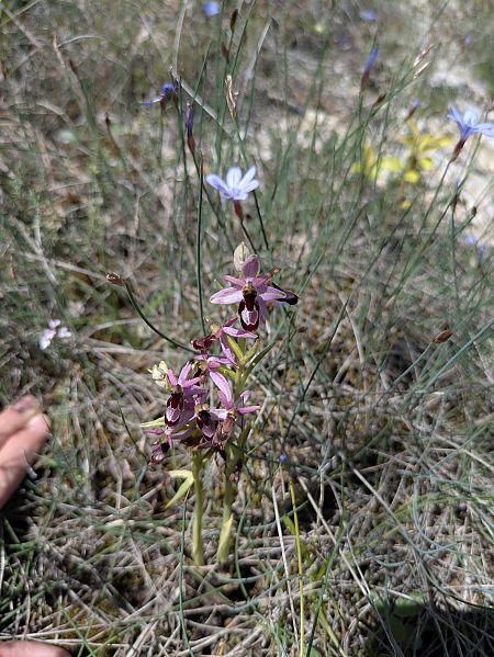 Ophrys drumana  - Oriane Arnaud