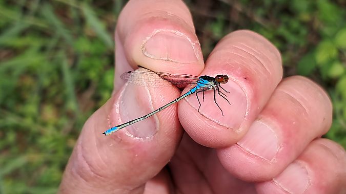 Erythromma viridulum  - Roberto Fabbri