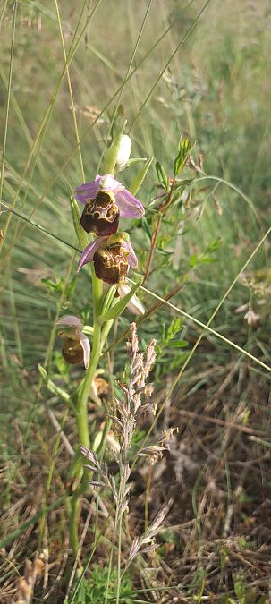Ophrys fuciflora  - Marc et M-Joëlle Silvestre