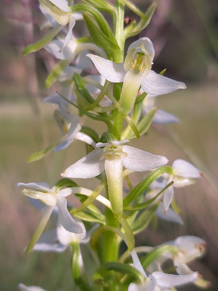 Platanthera muelleri  - Emmanuel Cosson