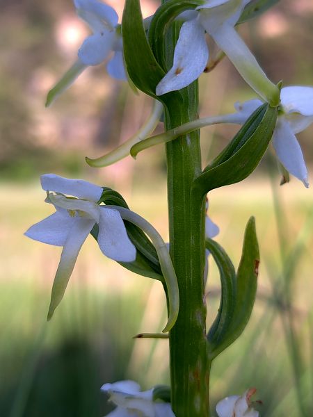 Platanthera muelleri  - Emmanuel Cosson