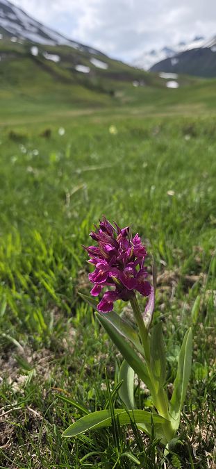 Dactylorhiza sambucina f. rubra  - Jean Bastianelli