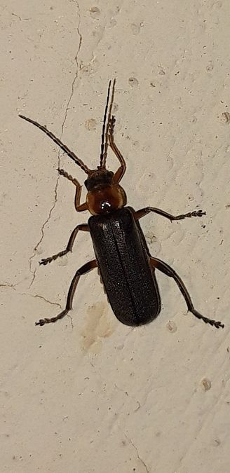 Cantharis sp.  - Michele Cento