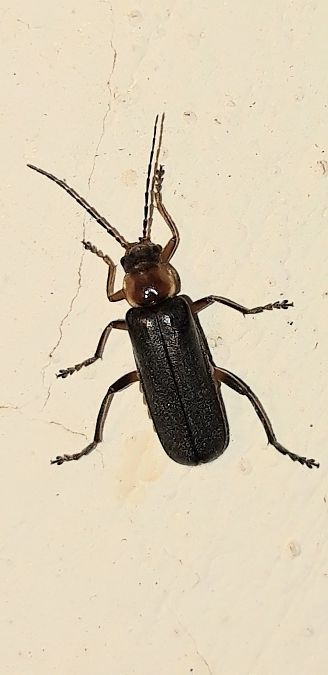 Cantharis sp.  - Michele Cento
