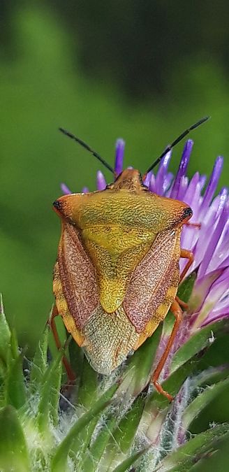 Carpocoris mediterraneus atlanticus  - Michele Cento