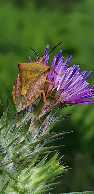 Carpocoris mediterraneus atlanticus  - Michele Cento