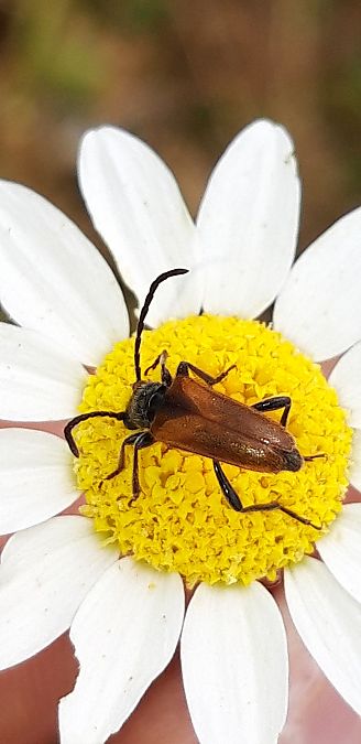 Pseudovadonia livida  - Michele Cento