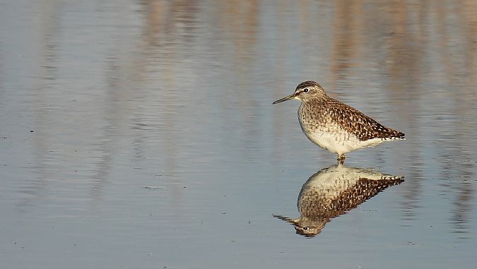 Bruchwasserläufer  - Kacper Mikulski