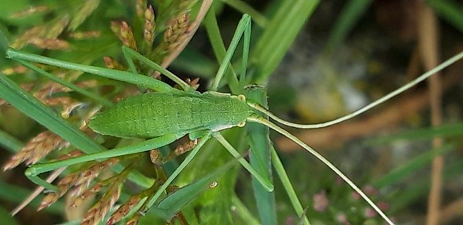 Acrometopa italica  - Michele Cento