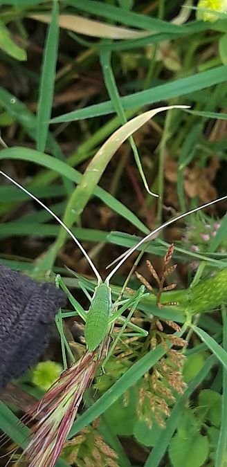 Acrometopa italica  - Michele Cento