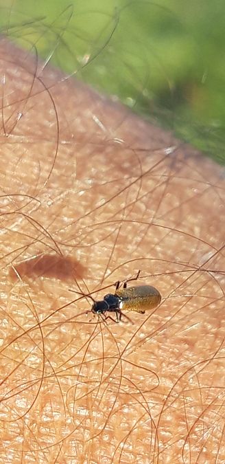 Rhagonycha lignosa  - Michele Cento